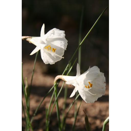 Narcissus cantabricus var. foliosus