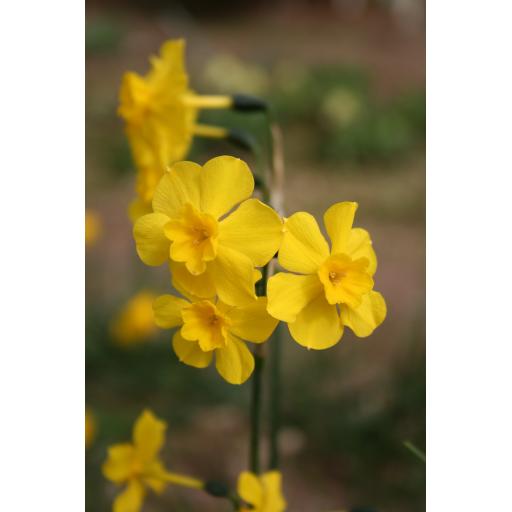 Narcissus jonquilla ssp. cerrolazae