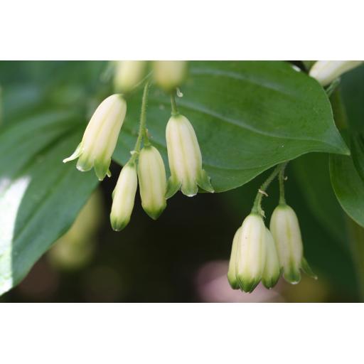 979-418 Polygonatum hirtum 28.5.16 2.jpg