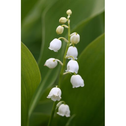 993-801 Convallaria trancaucasica 5.5.19.jpg