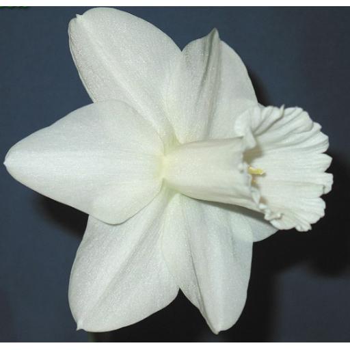 Blue_Danube2 (1).jpg