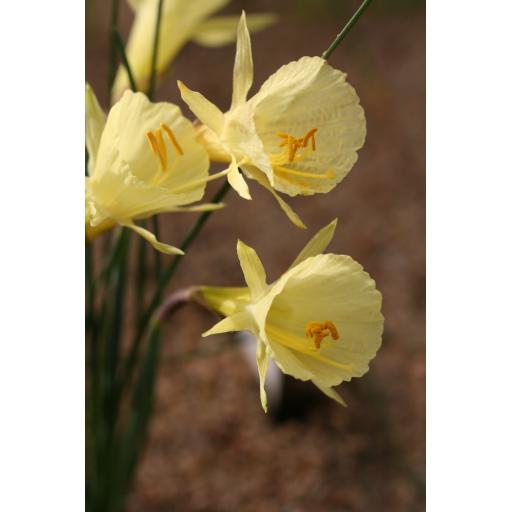 Narcissus romieuxii var. rifanus JWB.89-28