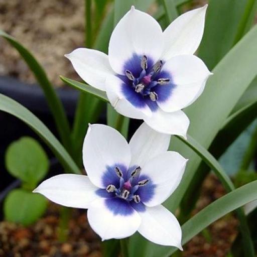 Tulipa humilis alba coerulea oculata - pack of 5 bulbs