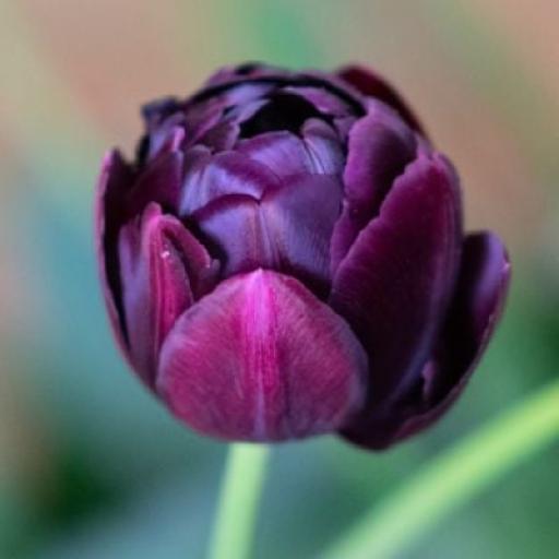 Tulip 'Canyon'  Pack of 8 bulbs