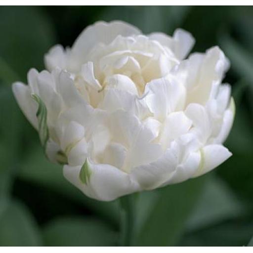 Tulip 'Mount Tacoma'  Pack of 8 bulbs