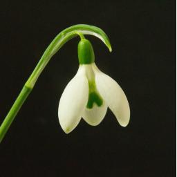 Galanthus Helen.jpg