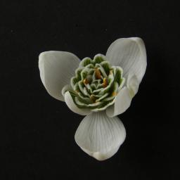 Galanthus Desdemona face.jpg