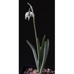 Galanthus Franz Josef whole.jpg