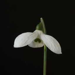 Galanthus Fieldgate Tiffany-2.jpg