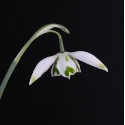 Galanthus Franz Josef.jpg