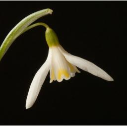 Galanthus Blonde Inge Crop.jpg