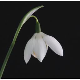 Galanthus Godfrey Owen_2.jpg