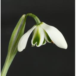 Galanthus Dionysus Crop.jpg