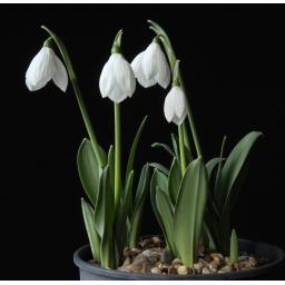 Galanthus Fieldgate Tiffany pot.jpg