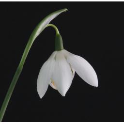 Galanthus Godfrey Owen.jpg