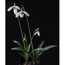 Galanthus Colossus whole.jpg