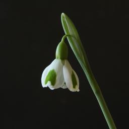 Galanthus Dryad Venus close.jpg