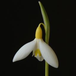 Galanthus Dryad Gold Bullion close.jpg