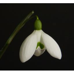 Galanthus Brenda Troyle Open_1.jpg