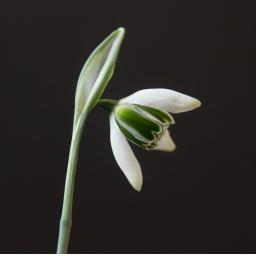 Galanthus Cordelia_1.jpg