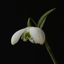 Galanthus Desdemona.jpg