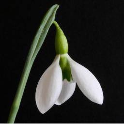 Galanthus Erway Crop.jpg