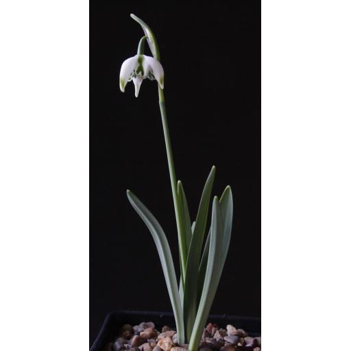 Galanthus Franz Josef whole.jpg