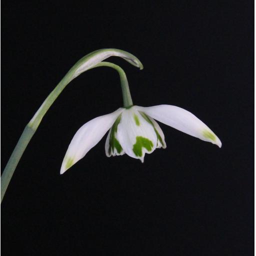 Galanthus Franz Josef.jpg