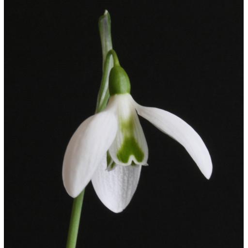 Galanthus Cedric's Prolific_2 Crop.jpg