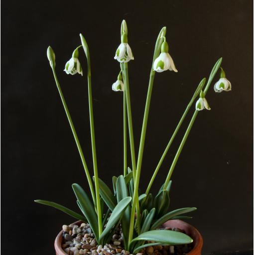 Galanthus Dryad Venus.jpg