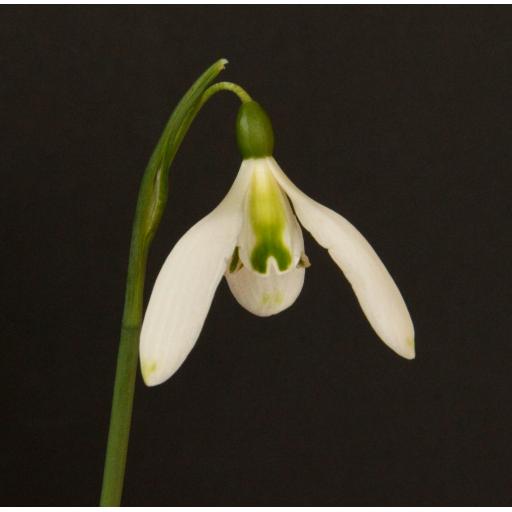 Galanthus Curly.jpg