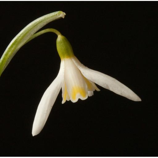 Galanthus Blonde Inge Crop.jpg