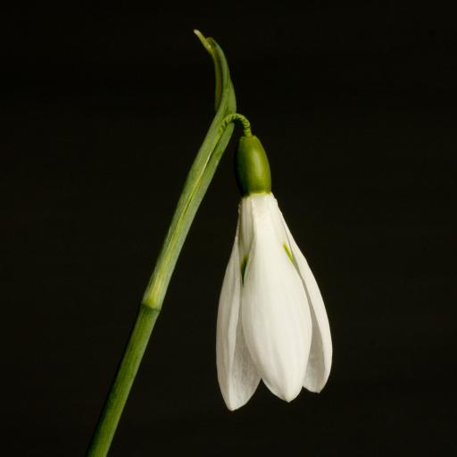 Galanthus James Backhouse 2_1.jpg