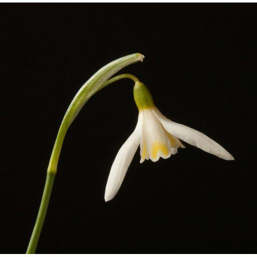 Galanthus Blonde Inge.jpg