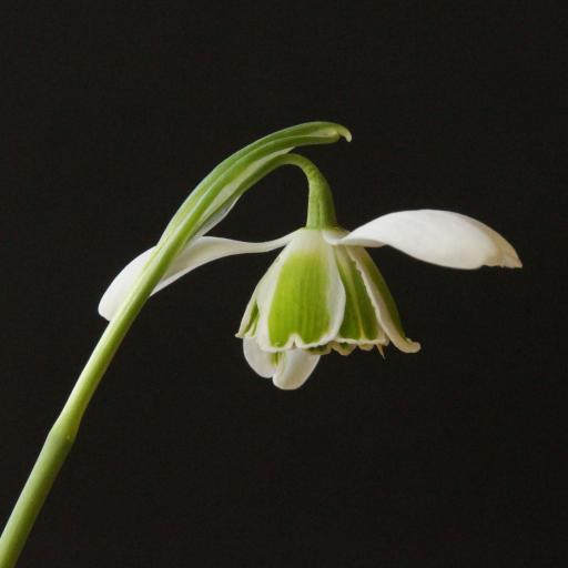 Galanthus Cordelia 15.jpg