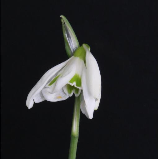 Galanthus James Backhouse Single.jpg