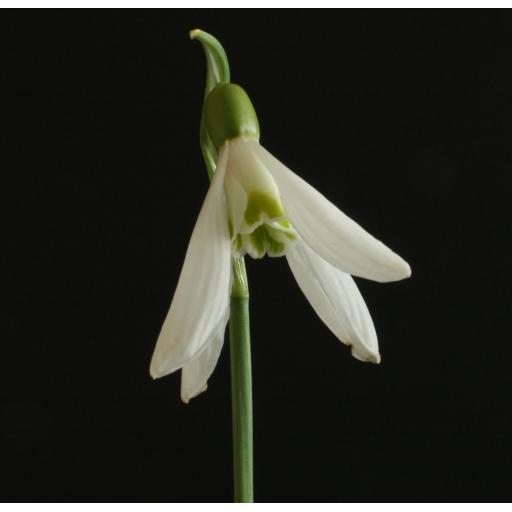 Galanthus James Backhouse 4 Petals.jpg