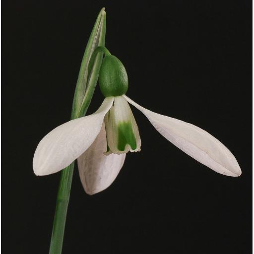 Galanthus Colossus Crop.jpg