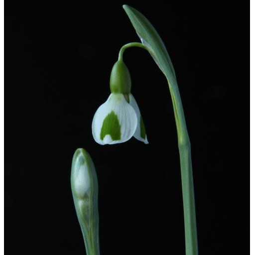 Galanthus Dryad Venus 2 close-2.jpg