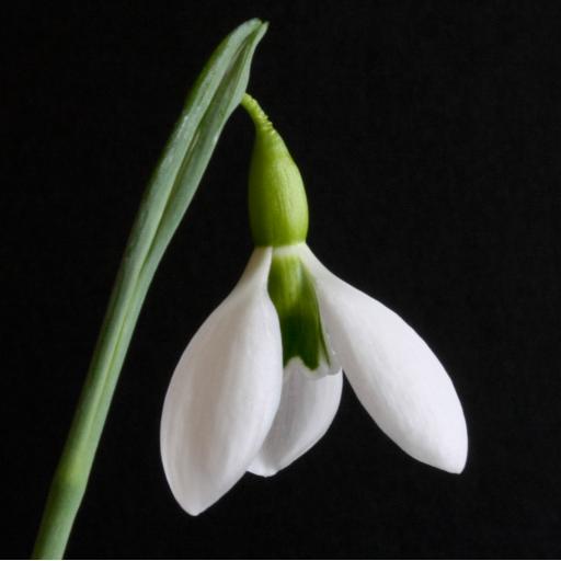 Galanthus Erway Crop.jpg