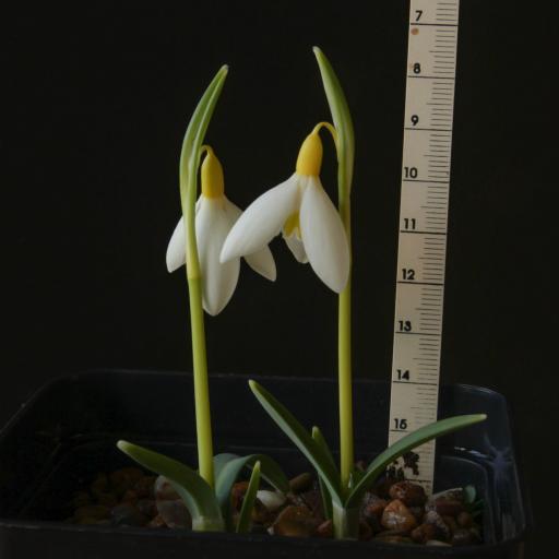 Galanthus Dryad Gold Bullion.jpg