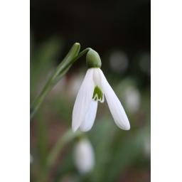 980-080 Galanthus plicatus 'Baxendale's Late' 6.3.11.jpg