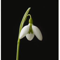 Galanthus Faith Stewart-liberty Open.jpg