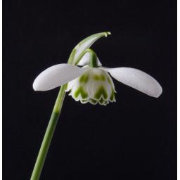 Galanthus Ailwyn - 2.jpg