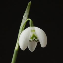 Galanthus Ailwyn 2 close.jpg