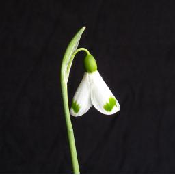 Galanthus Trymlet 1_1 Copy.jpg