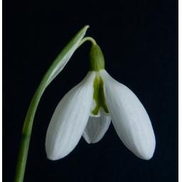 Galanthus Sophie North Blk.jpg