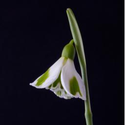 Galanthus Trym - 3 crop.jpg