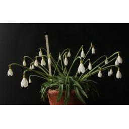 Galanthus Wendy's Gold 14 Rule.jpg