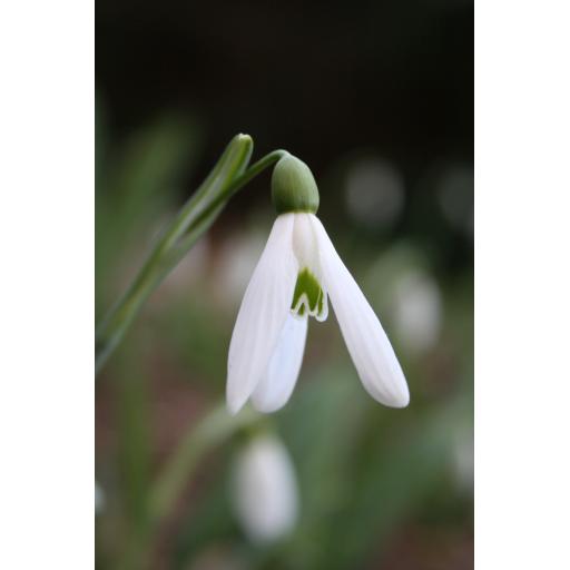 980-080 Galanthus plicatus 'Baxendale's Late' 6.3.11.jpg